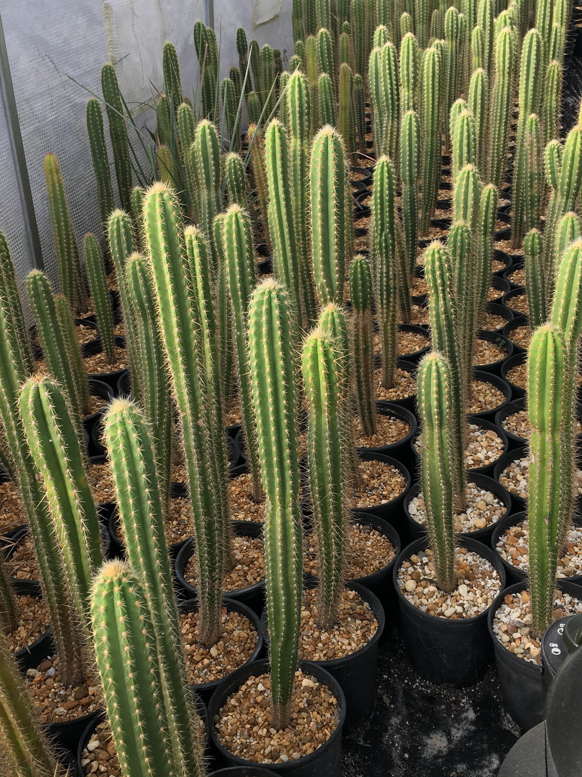 Pilosocereus pachycladus 'スーパーフロッコサス' Pilosocereus