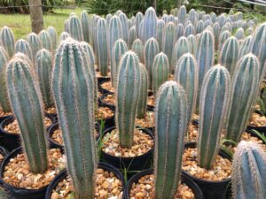 Pilosocereus pachycladus - wooly blue torch cactus