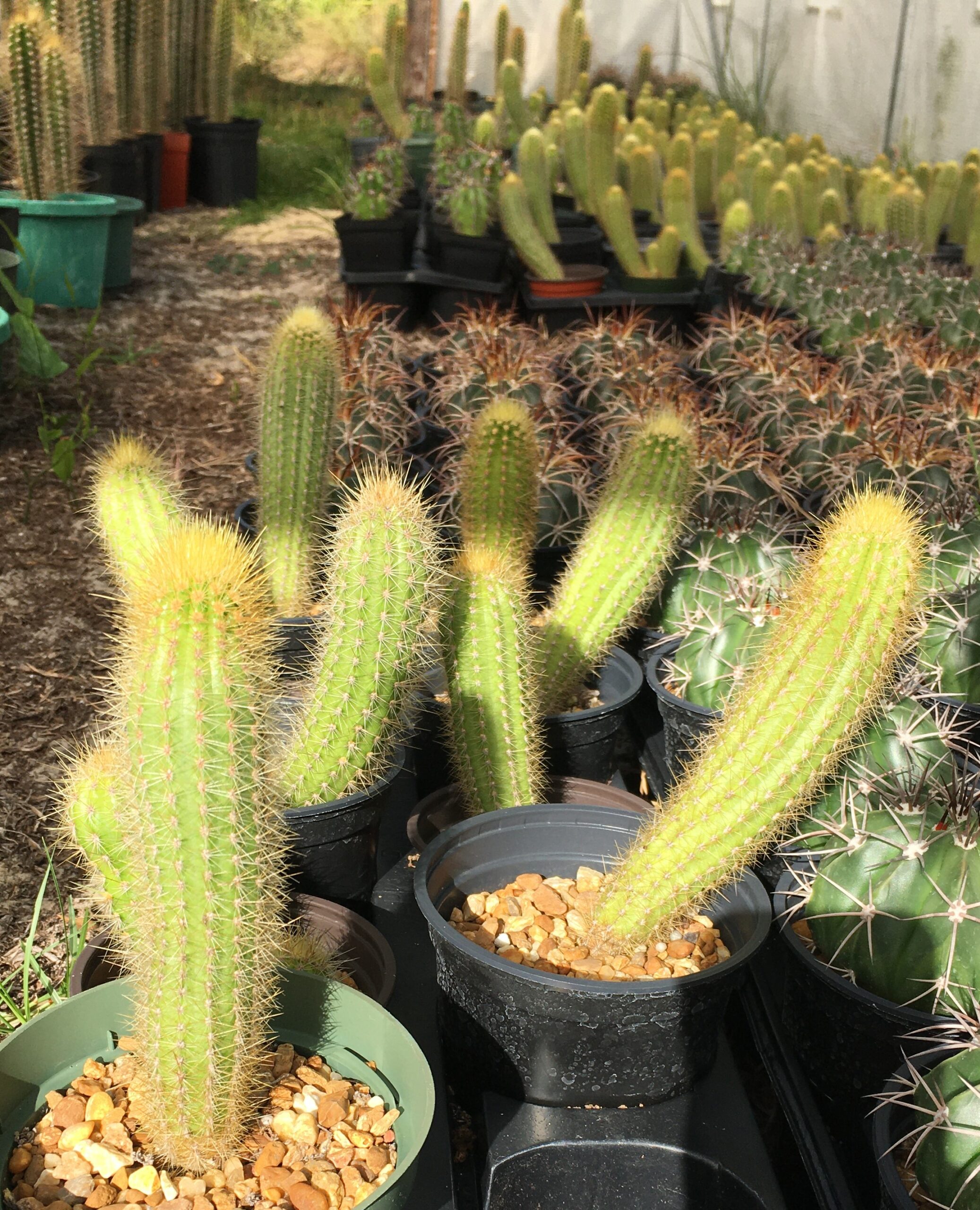 Pilosocereus pachycladus “Azureus” - Cactus Island Nursery