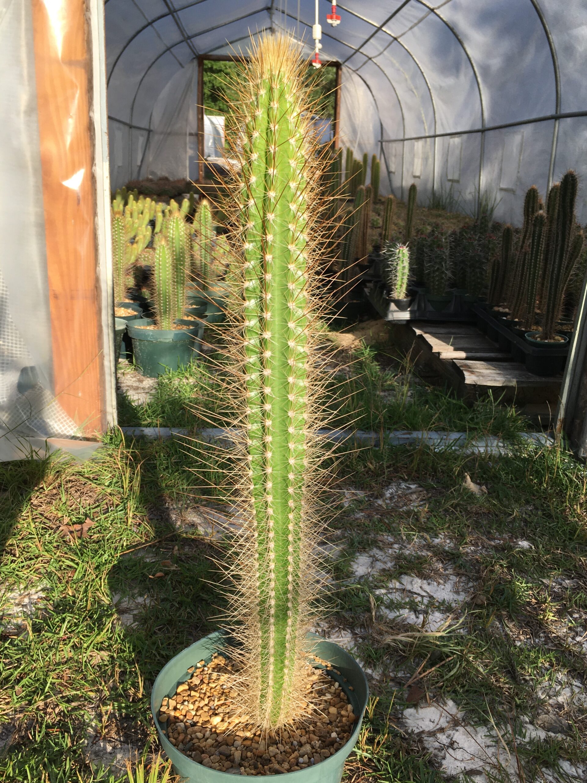 Pilosocereus pachycladus ssp. viridis - Cactus Island Nursery