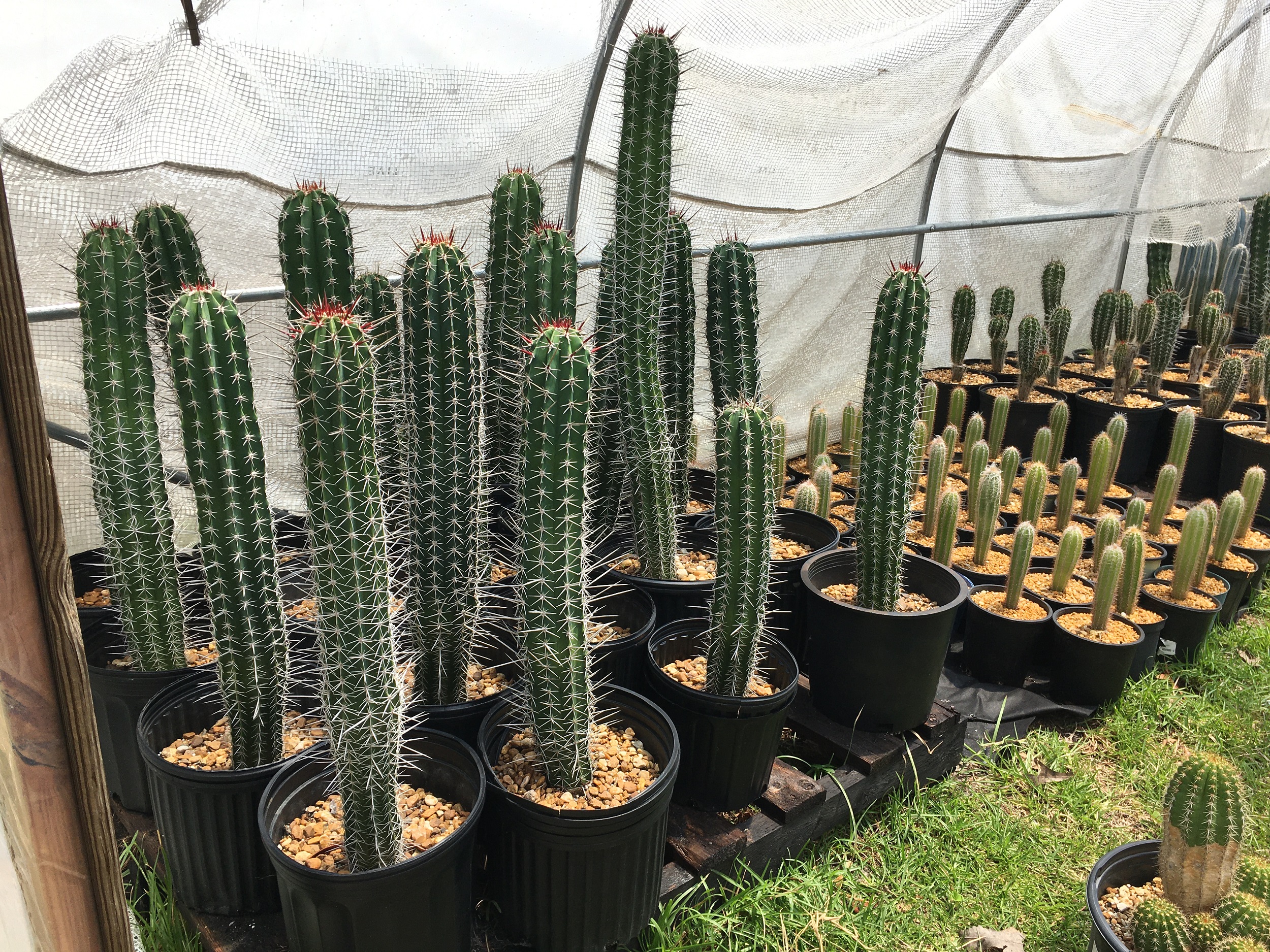 Pachycereus pecten-aboriginum - Cactus Island Nursery