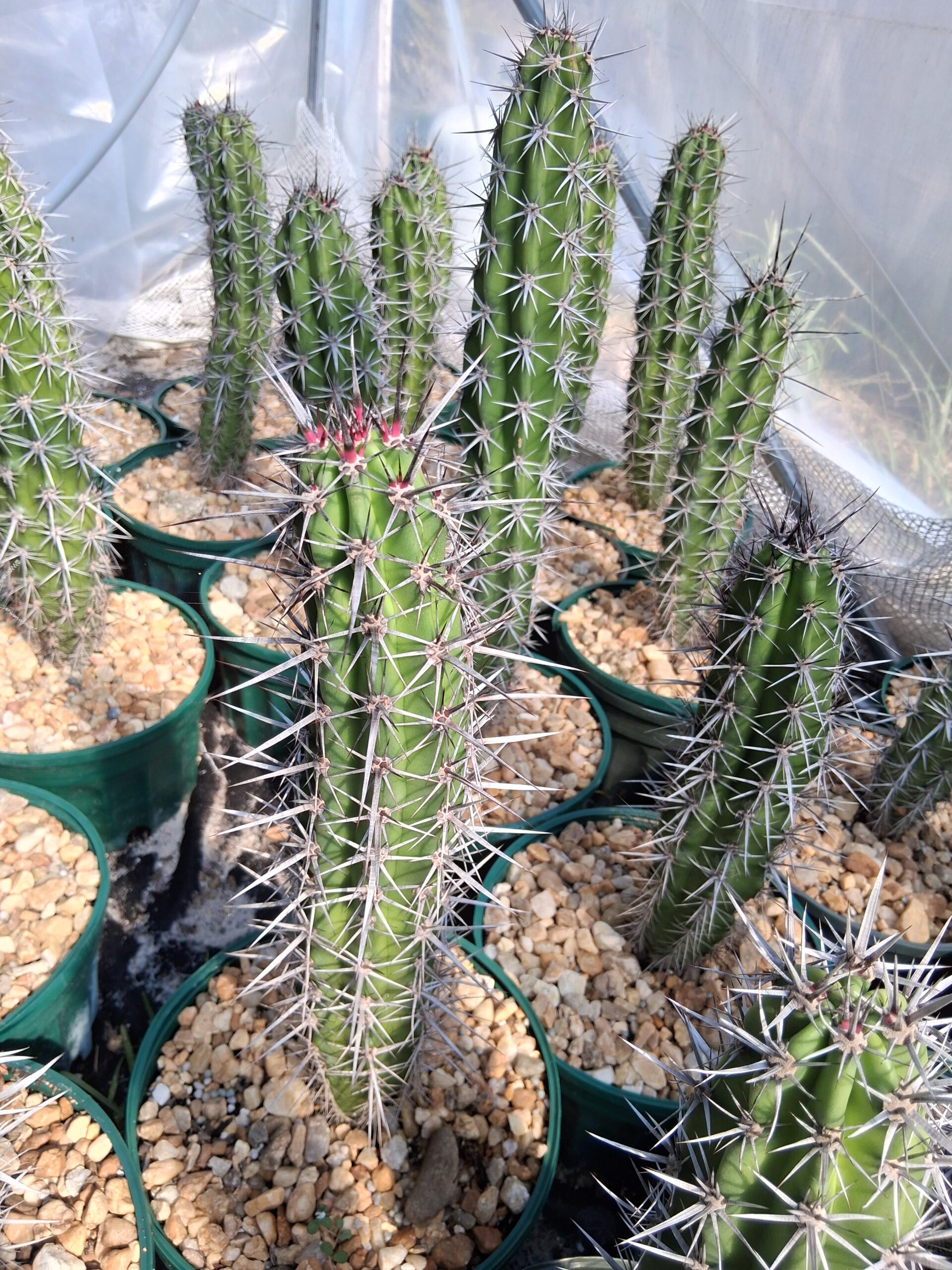 Pilosocereus pachycladus ssp. viridis - Cactus Island Nursery
