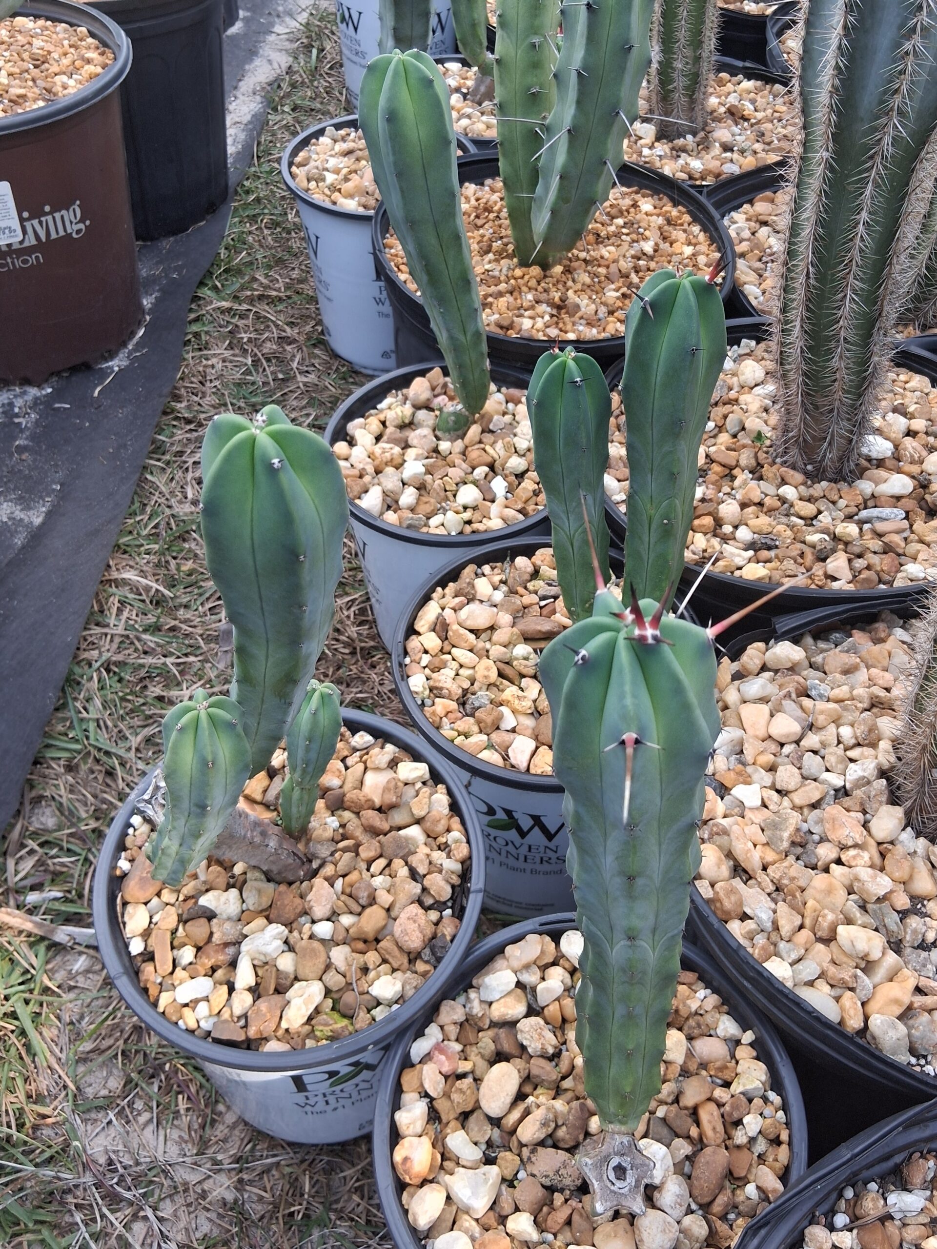 Myrtillocactus Geometrizans - "Blueberry Cactus", pupped stumps