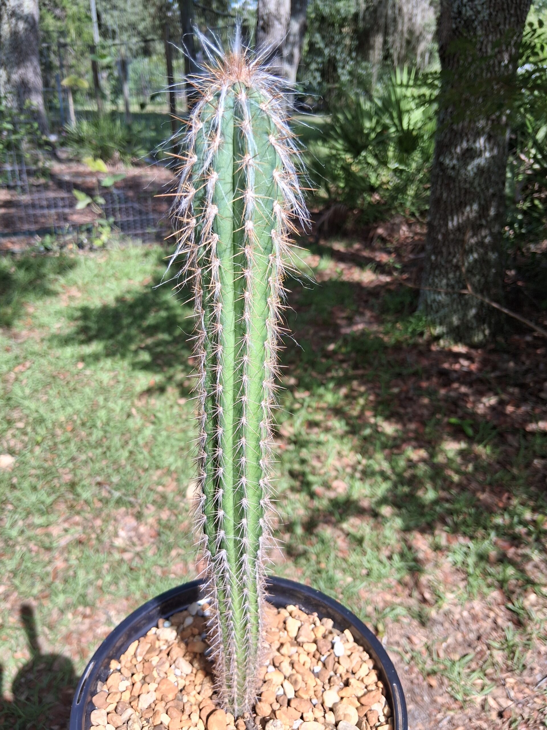 サンヨー Cacti サンヨー Cacti