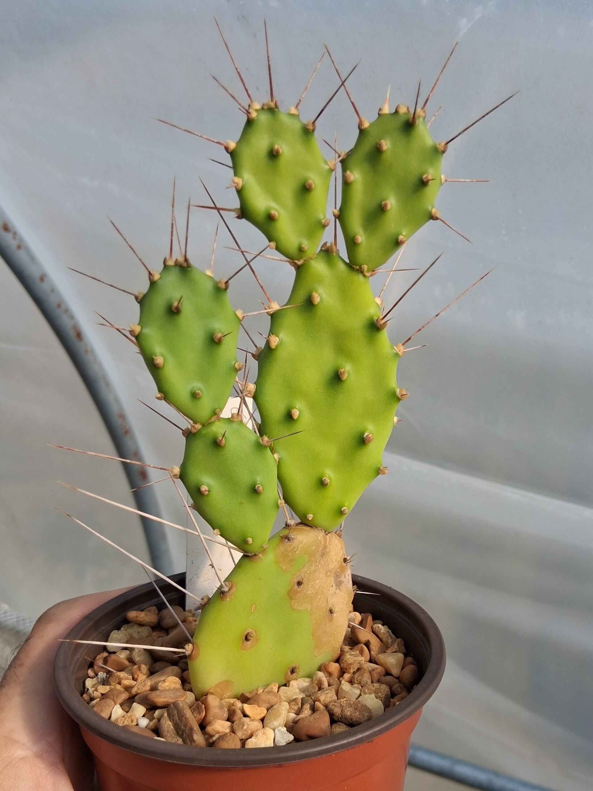 Pilosocereus pachycladus “Azureus” - Cactus Island Nursery