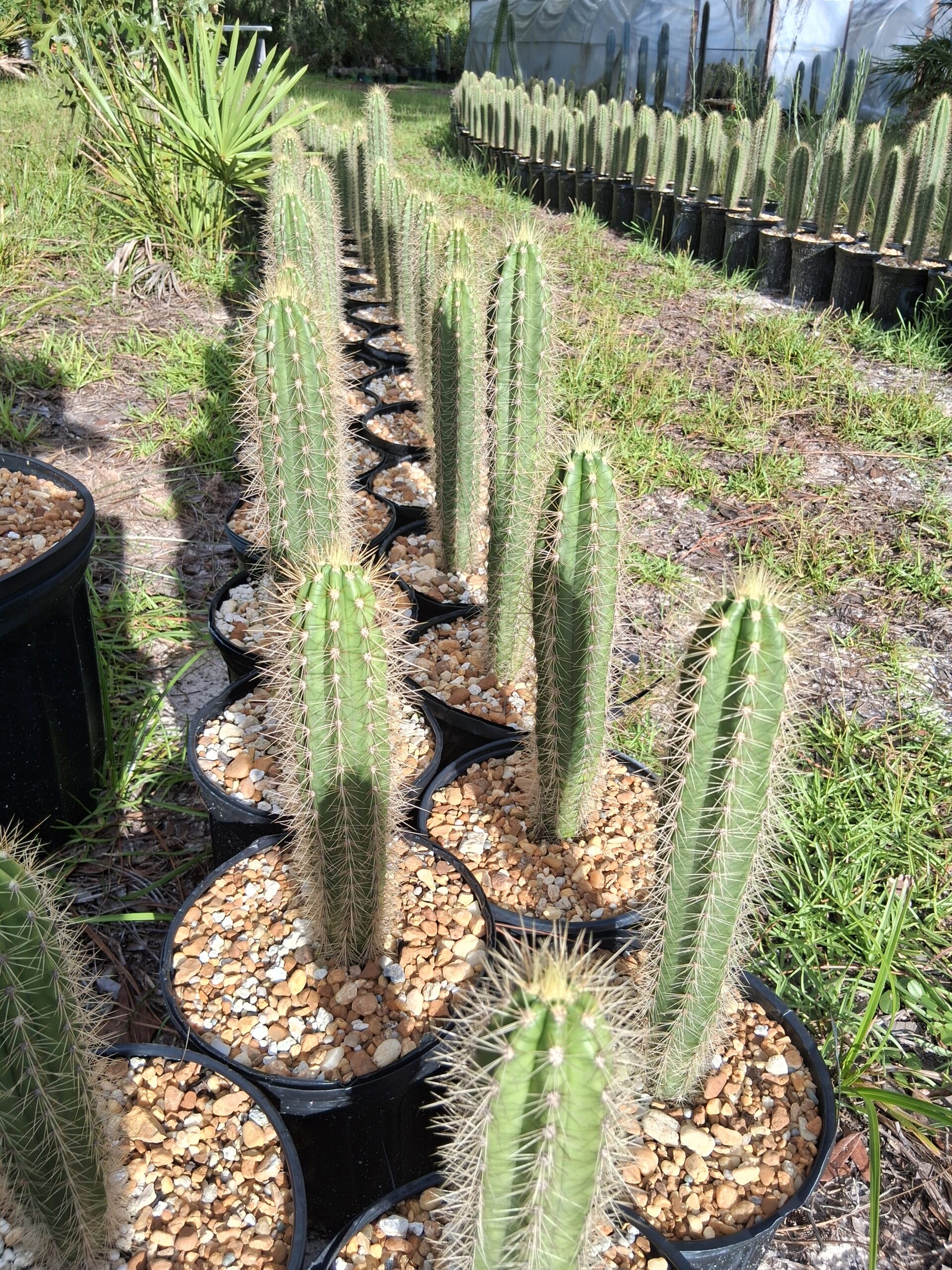 Pilosocereus pachycladus ssp. viridis - Cactus Island Nursery